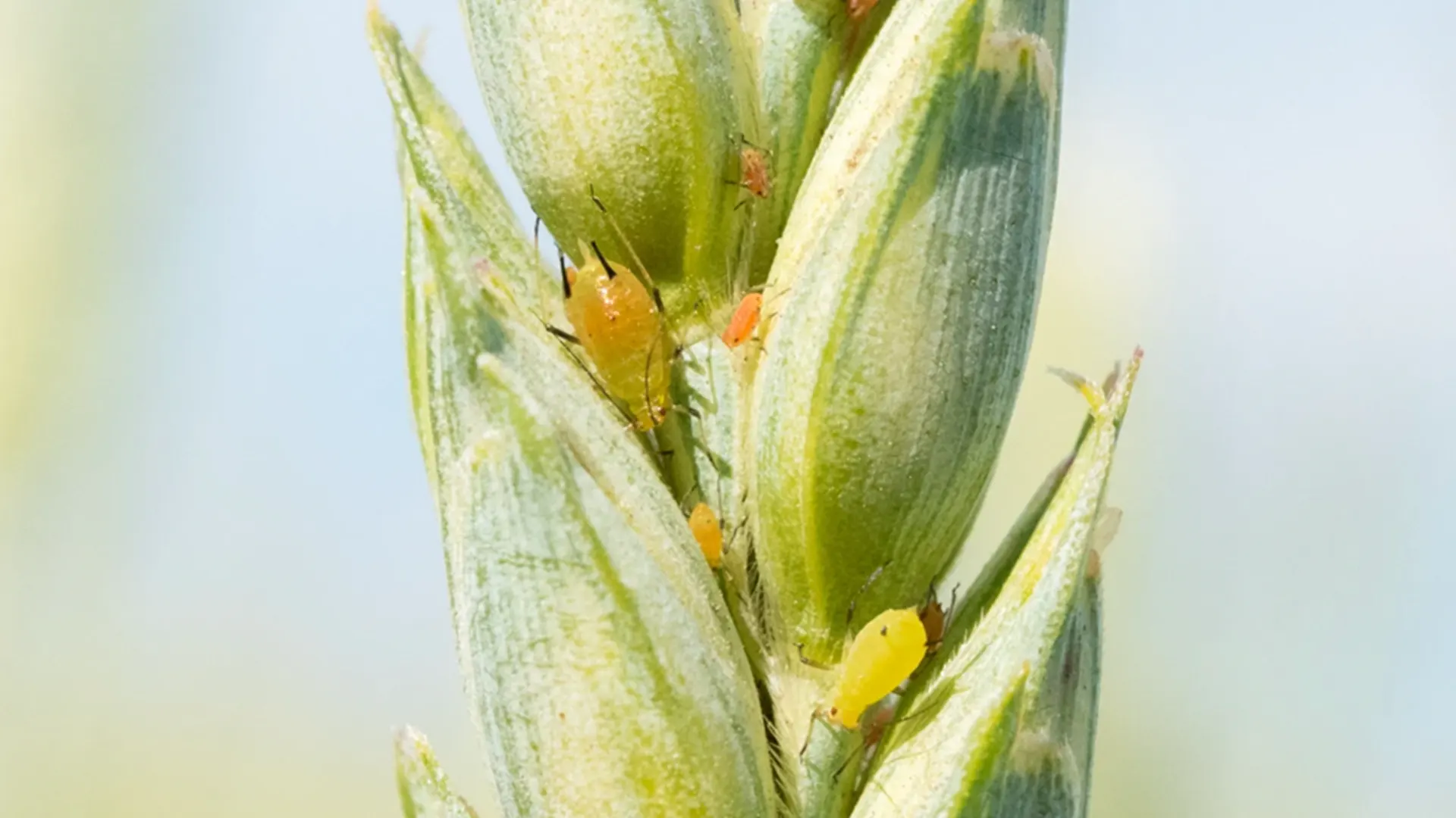 Wheat Head Aphid